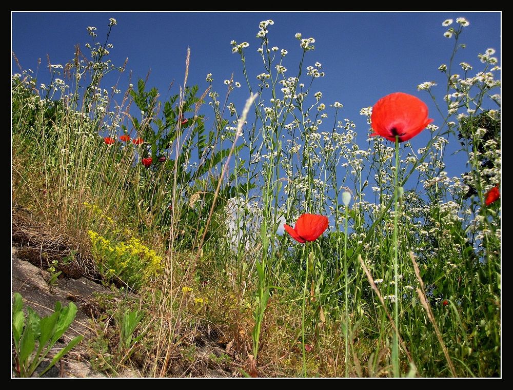 Erinnerung an einen Sommer by Werner Kühn - Koditek 