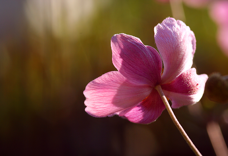 Erinnerung an einen Sommer ... (IV)