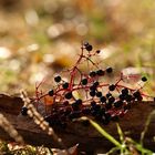 Erinnerung an einen sonnigen Herbsttag.