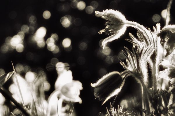 Erinnerung an Frühling…