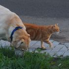 Erinnerung an Fuchsie, mit Bonnie (recuerdo de Zorrito, juntos con su amiga Bonnie)