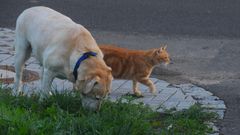 Erinnerung an Fuchsie, mit Bonnie (recuerdo de Zorrito, juntos con su amiga Bonnie)