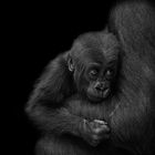 Erinnerung an Gorilla-Baby "Kiu"