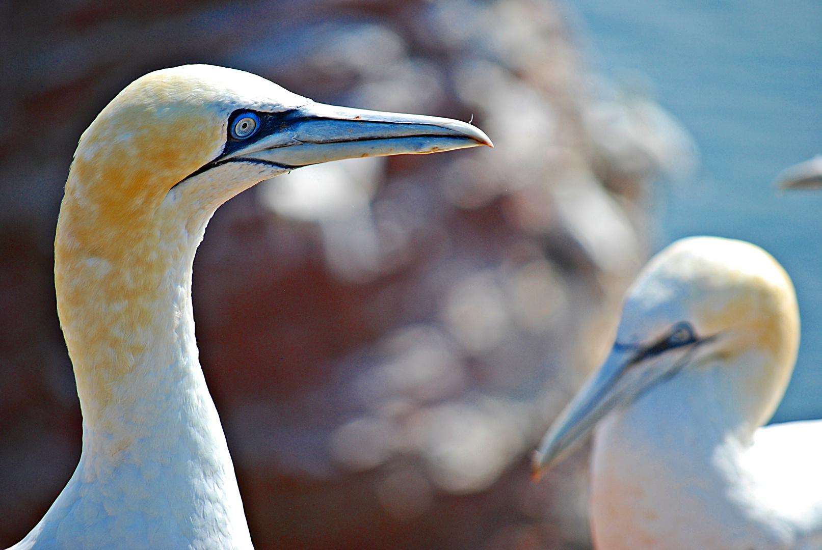 Erinnerung an Helgoland... 2