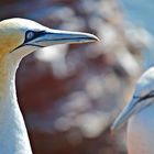 Erinnerung an Helgoland... 2