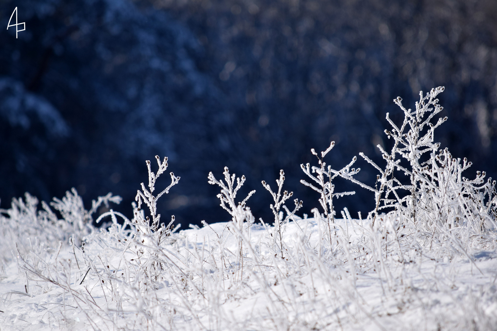 Erinnerung an Jack Frost 2021