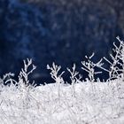 Erinnerung an Jack Frost 2021