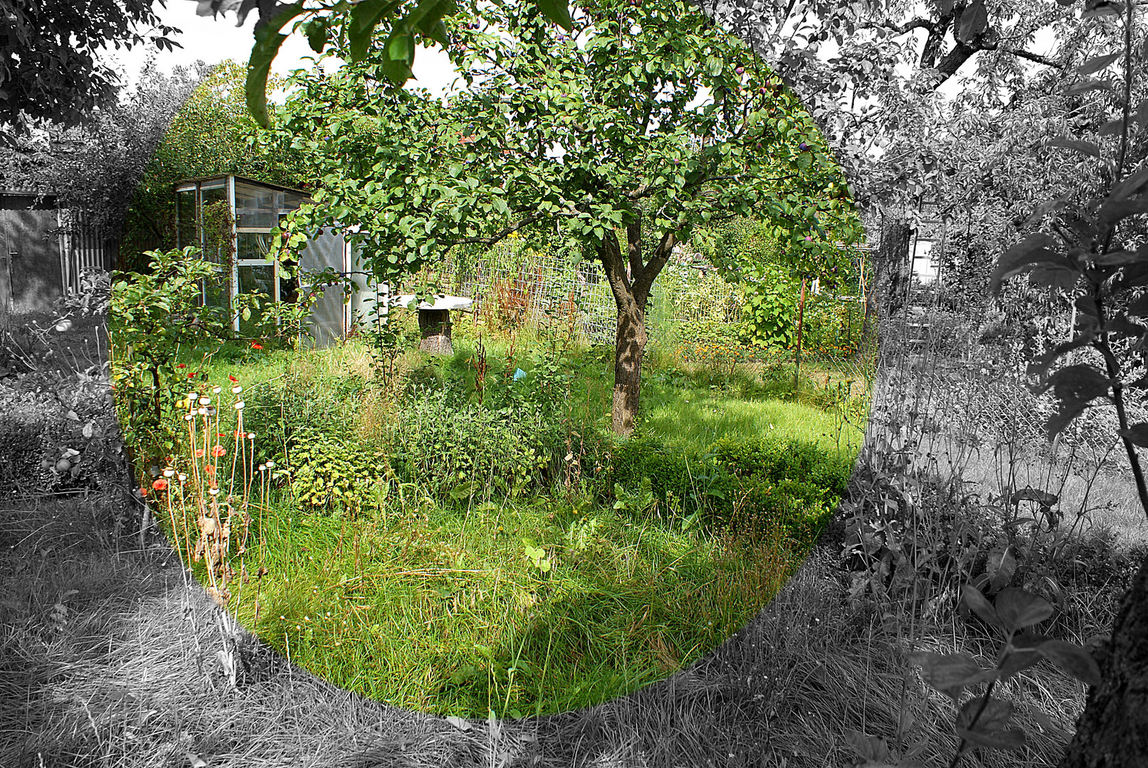 Erinnerung an Joachim O. (Verwilderter Garten in Rostock