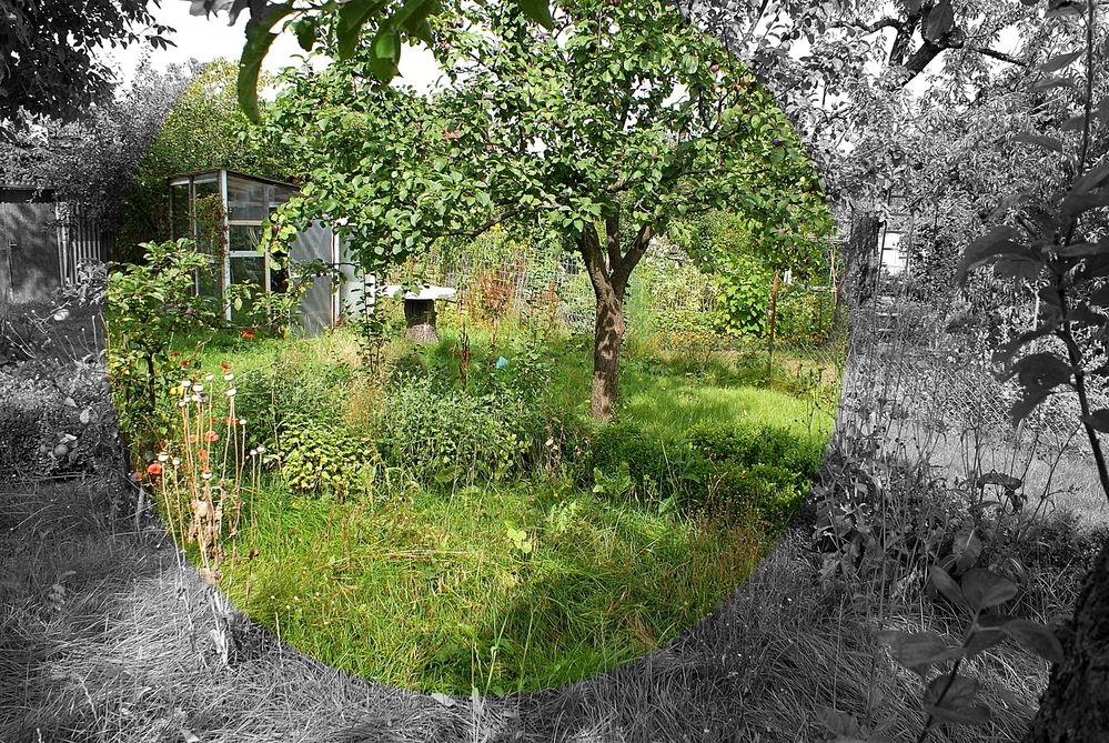Erinnerung an Joachim O. (Verwilderter Garten in Rostock 02) Foto