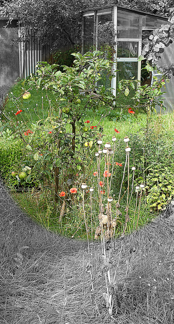 Erinnerung an Joachim O. (Verwilderter Garten in Rostock)