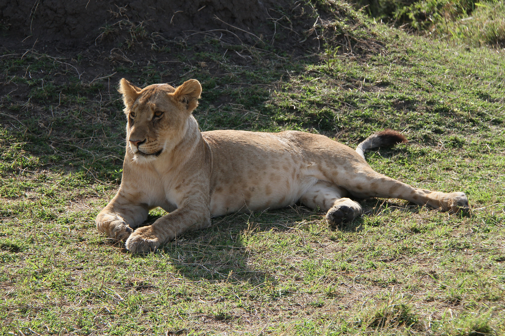 Erinnerung an Kenya