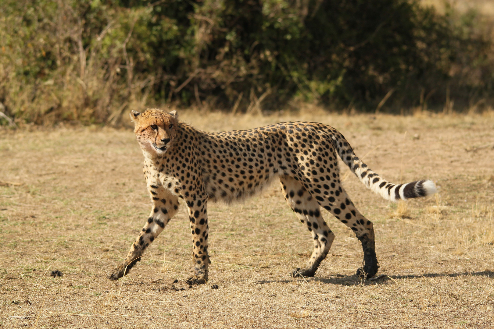 Erinnerung an Kenya