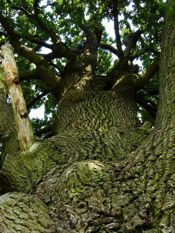 ...erinnerung an kindertage auf dem kletterbaum...