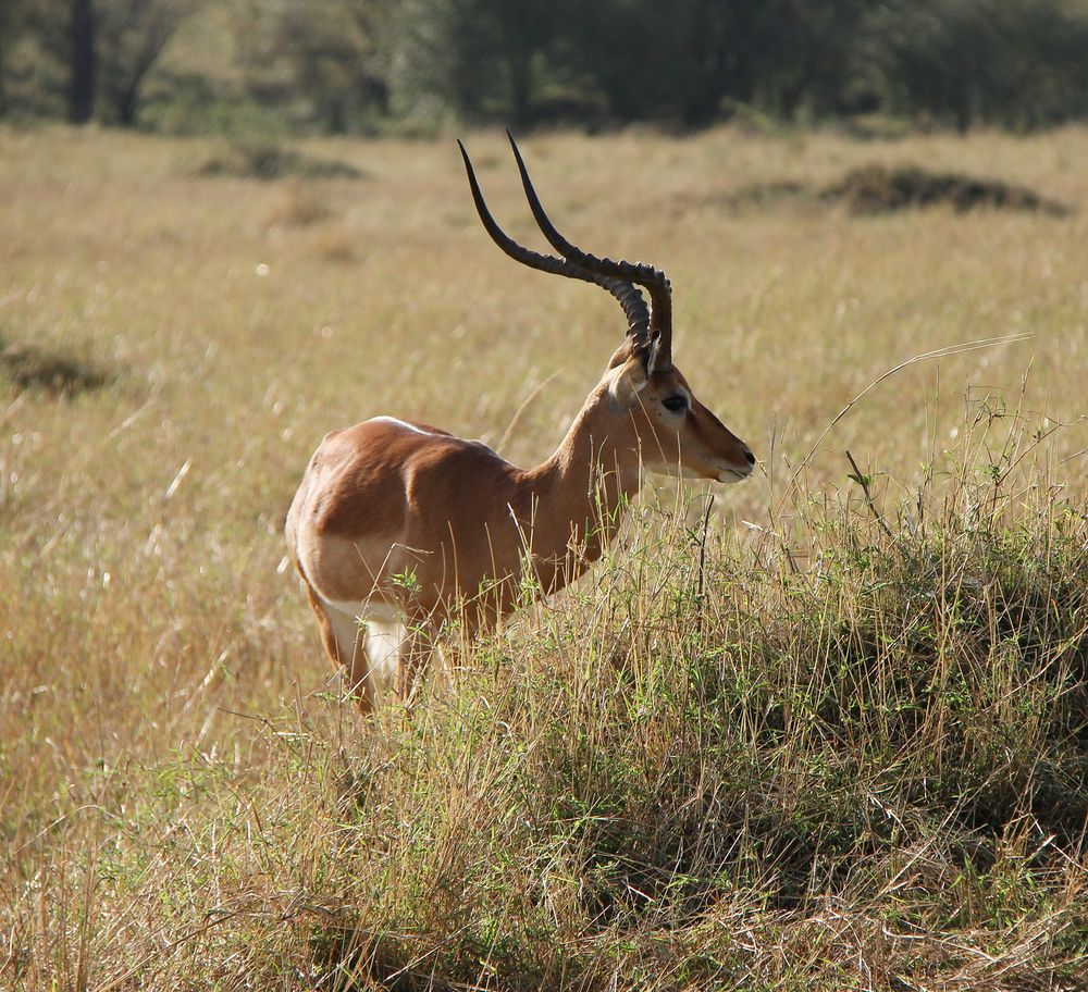 Erinnerung an Masai Mara