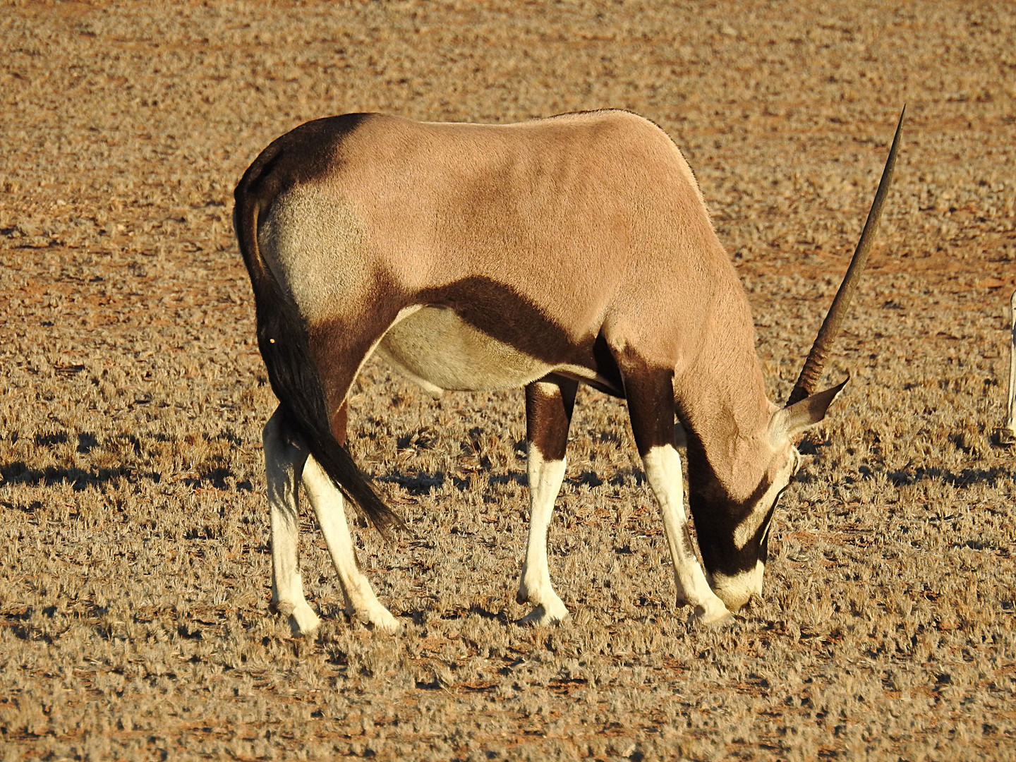 Erinnerung an Namibia: Das Einhorn gibt es doch !