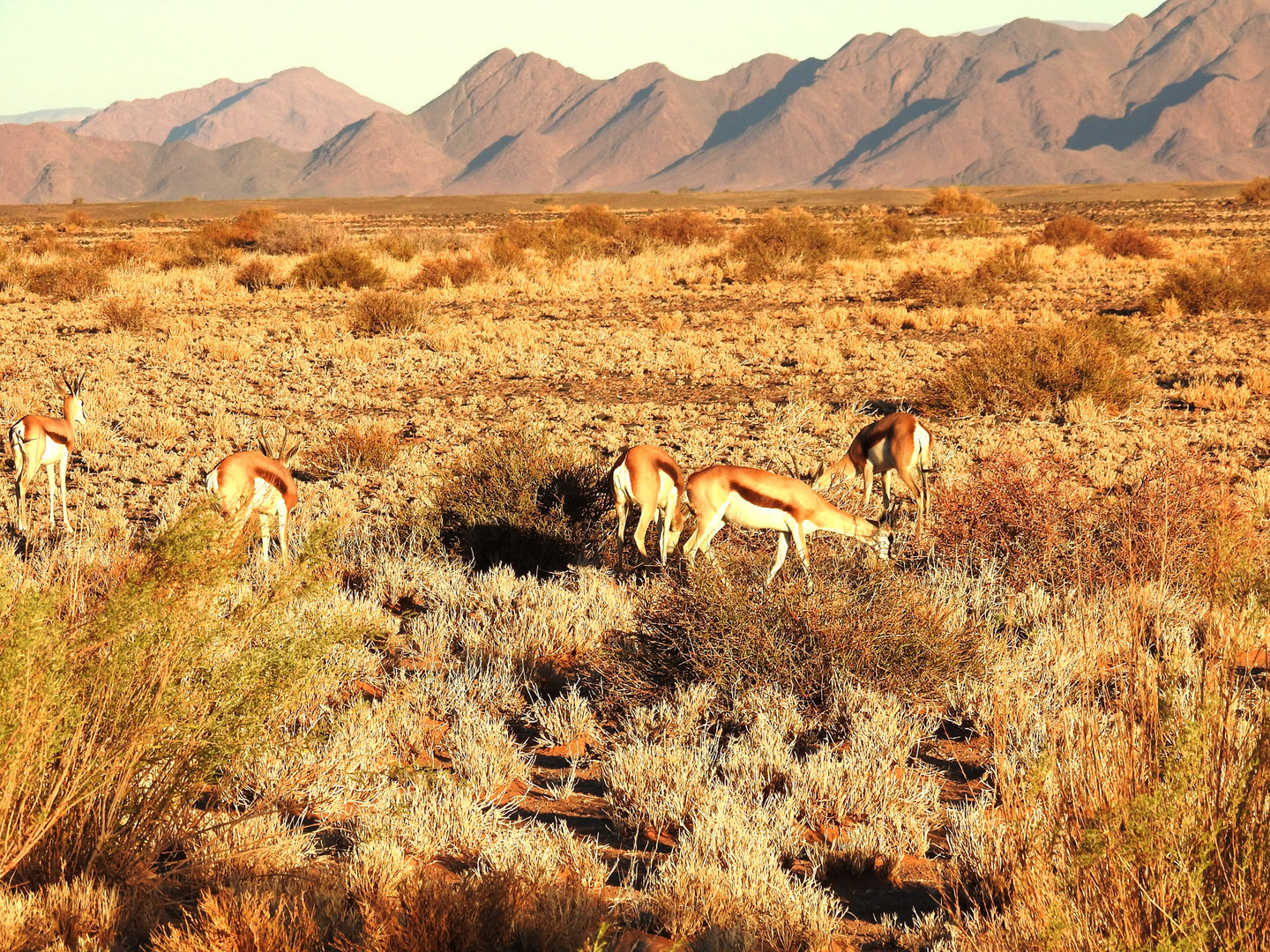 Erinnerung an Namibia:   Eine kleine Herde Springböcke