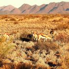 Erinnerung an Namibia:   Eine kleine Herde Springböcke