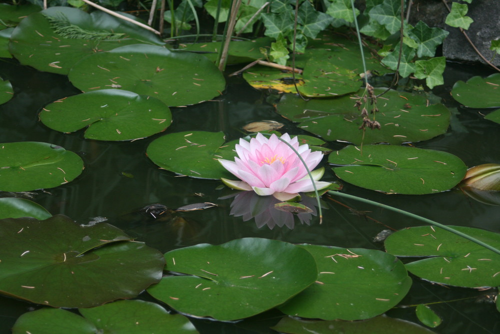 Erinnerung an Sommer 2008 - 2