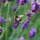 Erinnerung an Sommer