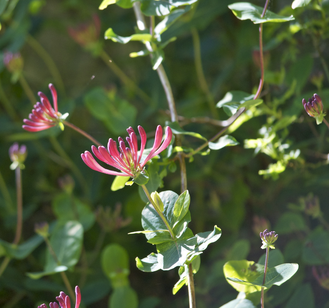 Erinnerung an sonnige Tage