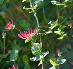 Erinnerung an sonnige Tage