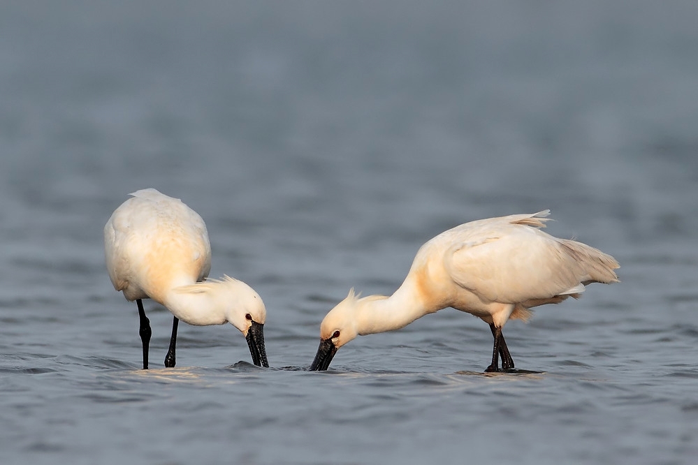 Erinnerung an Texel II