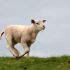 Erinnerung an Texel VI