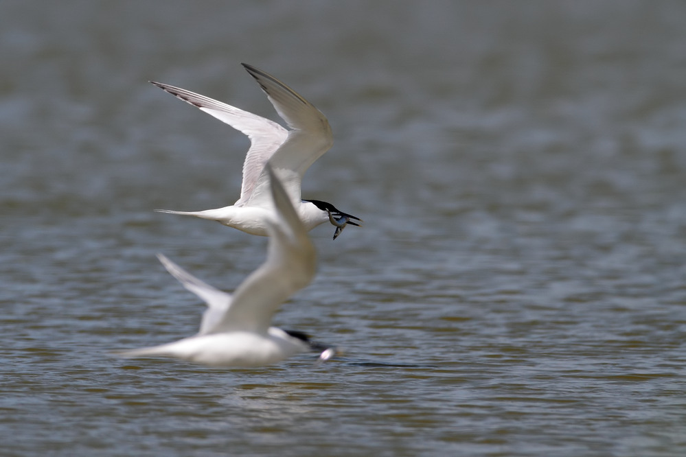 Erinnerung an Texel XII