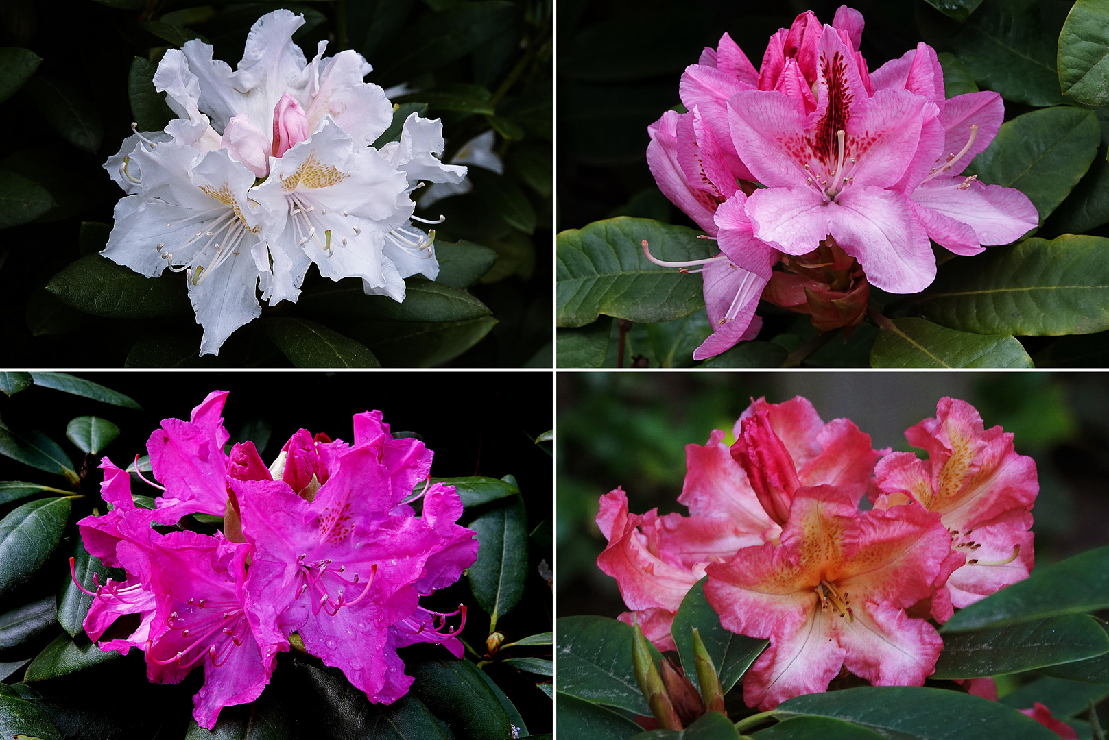 Erinnerung an unsere Rhododendren im Garten