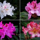 Erinnerung an unsere Rhododendren im Garten