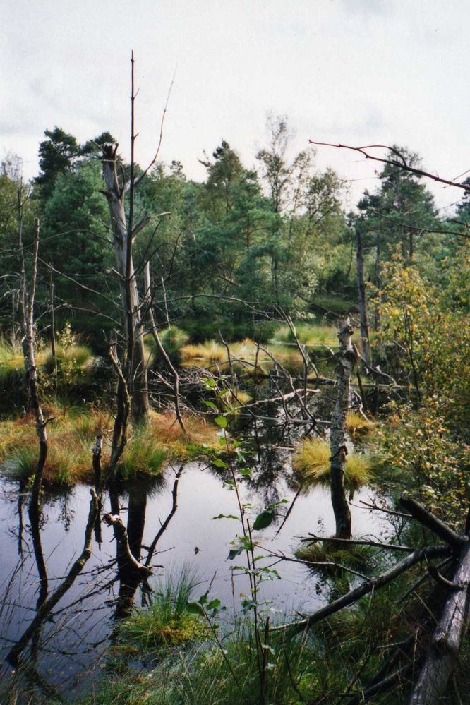 Erinnerung ans Moor