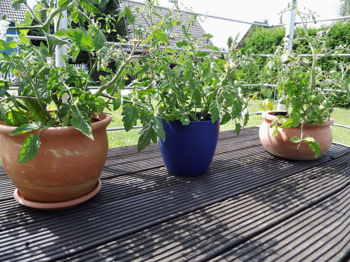 Erinnerung aus dem Sommer, meine Tomatenpflanzen