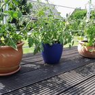 Erinnerung aus dem Sommer, meine Tomatenpflanzen