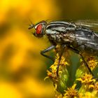 Erinnerung mit Fliege