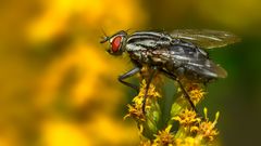 Erinnerung mit Fliege