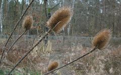 Erinnerung und Botin - die Karde im Gießener Winter