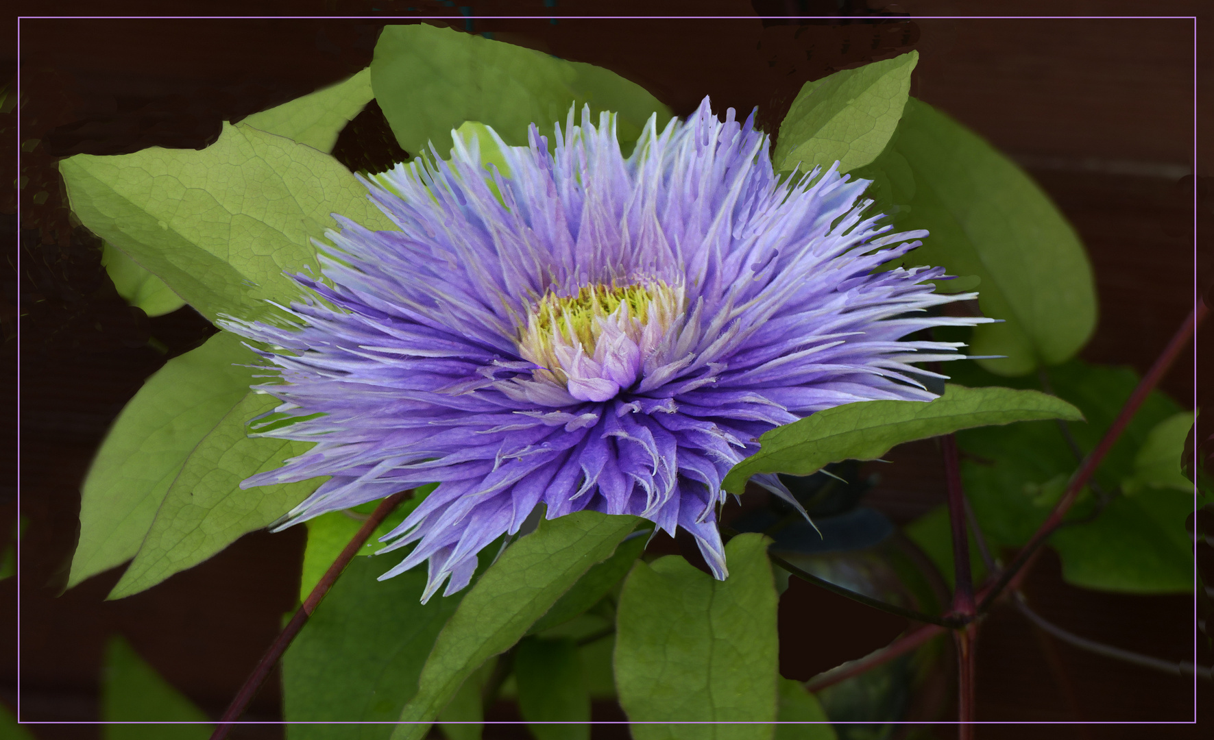 Erinnerung vom Sommer ,Clematis