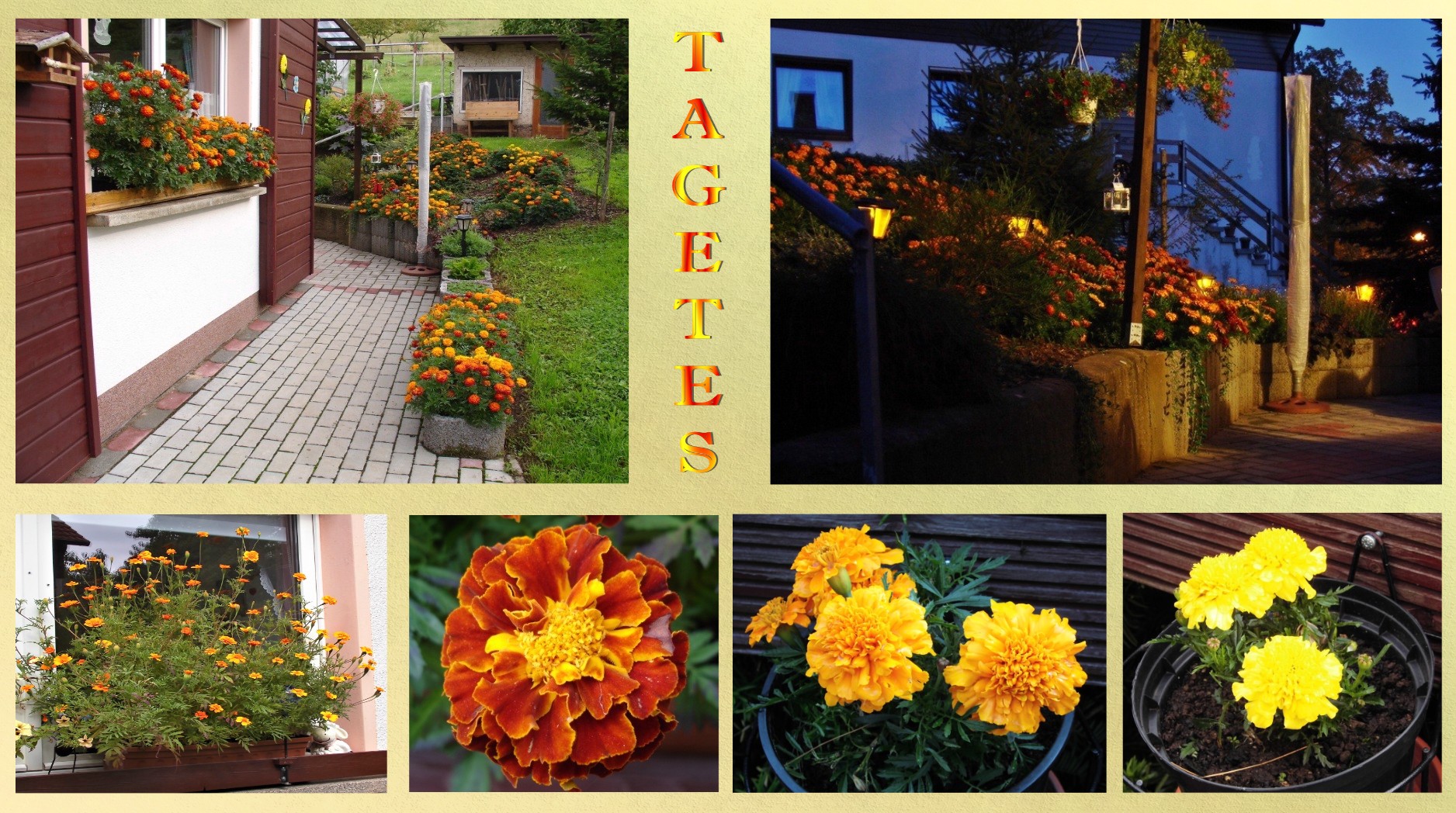 Erinnerung zur Aussaat von den Tagetes-Blumensamen