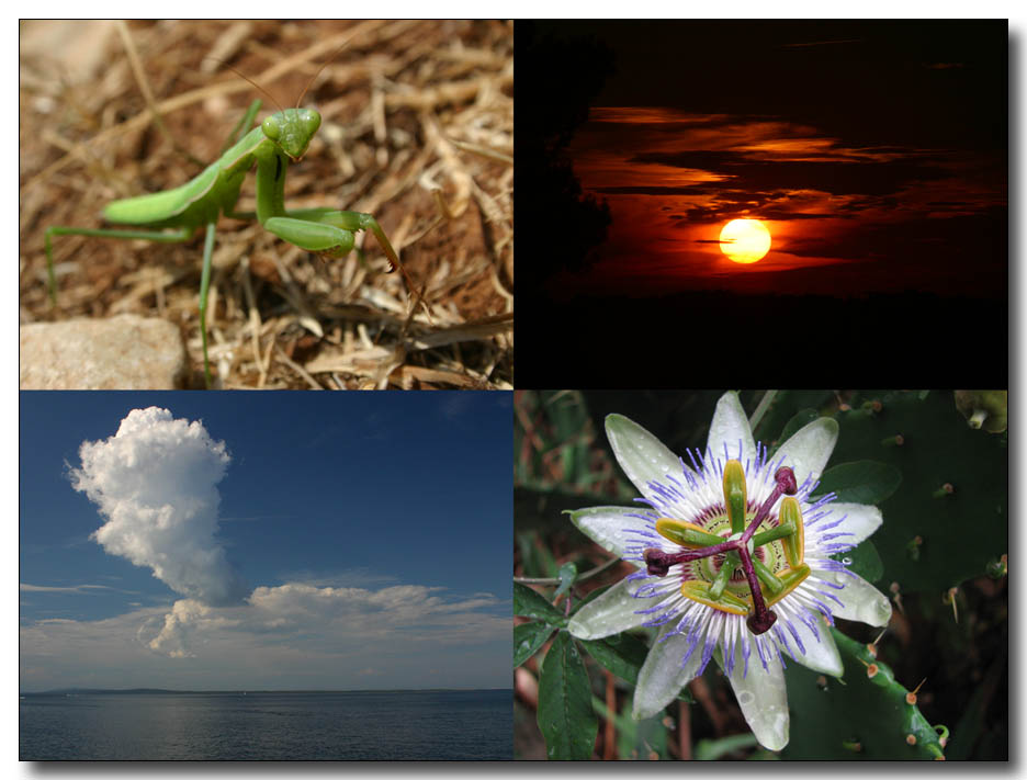 Erinnerungen: 1. Gestatten Gottesanbeterin 2. Sonnenuntergang 3. Zerplatzte Wolke 4. Eine Schönheit