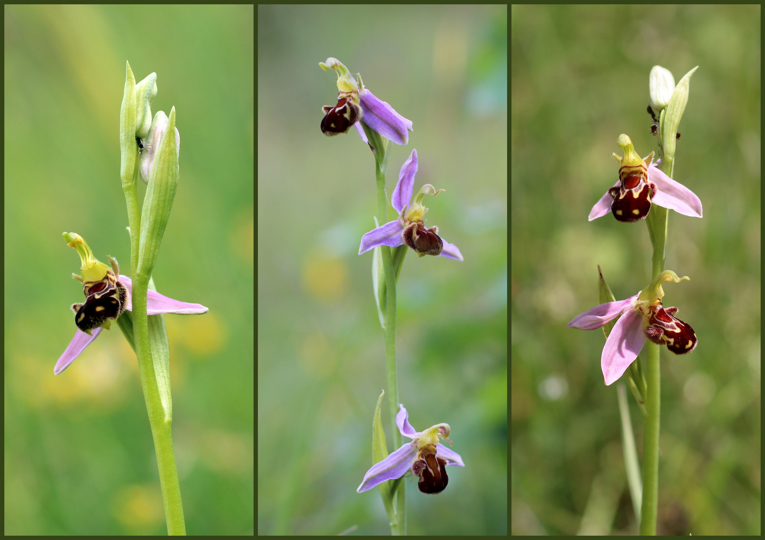 Erinnerungen 2014 - Orchideen (I).