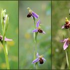 Erinnerungen 2014 - Orchideen (I).