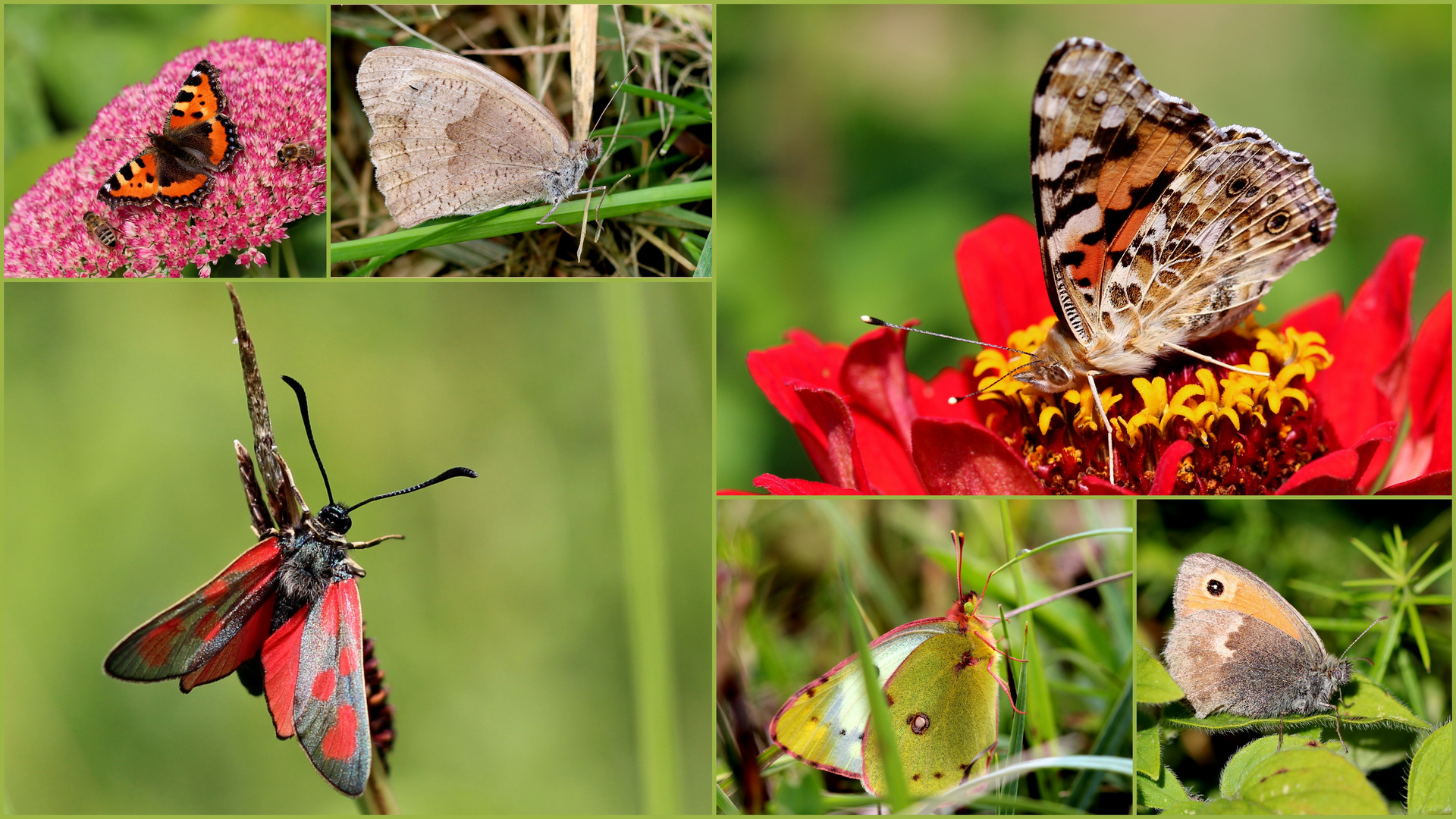 Erinnerungen 2014 - Schmetterlinge (V).