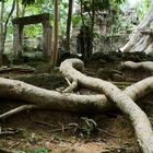 Erinnerungen an Angkor