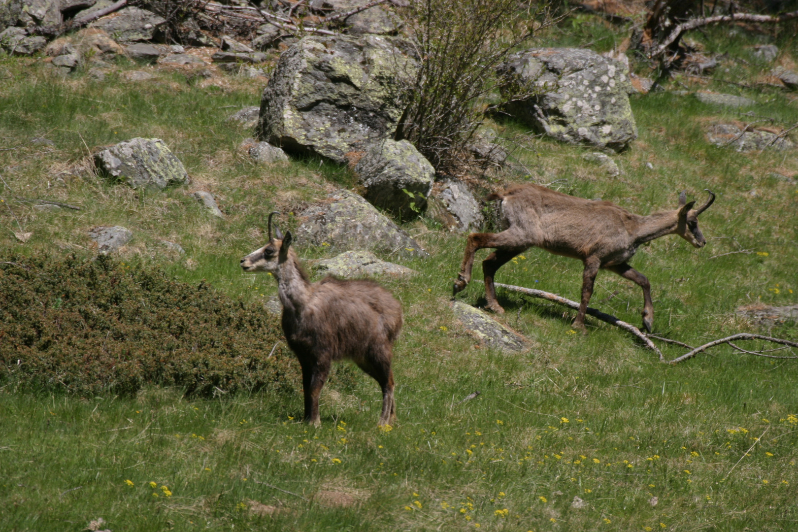 Erinnerungen an das Gran Paradiso