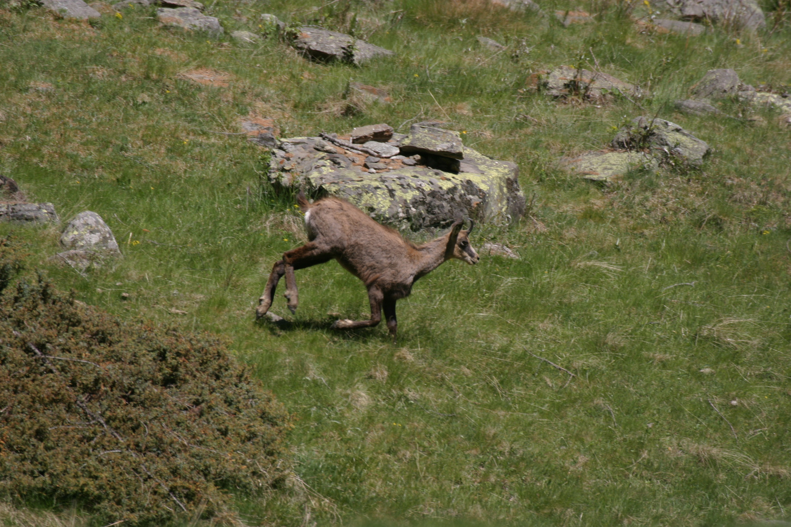 Erinnerungen an das Gran Paradiso