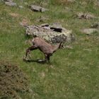 Erinnerungen an das Gran Paradiso