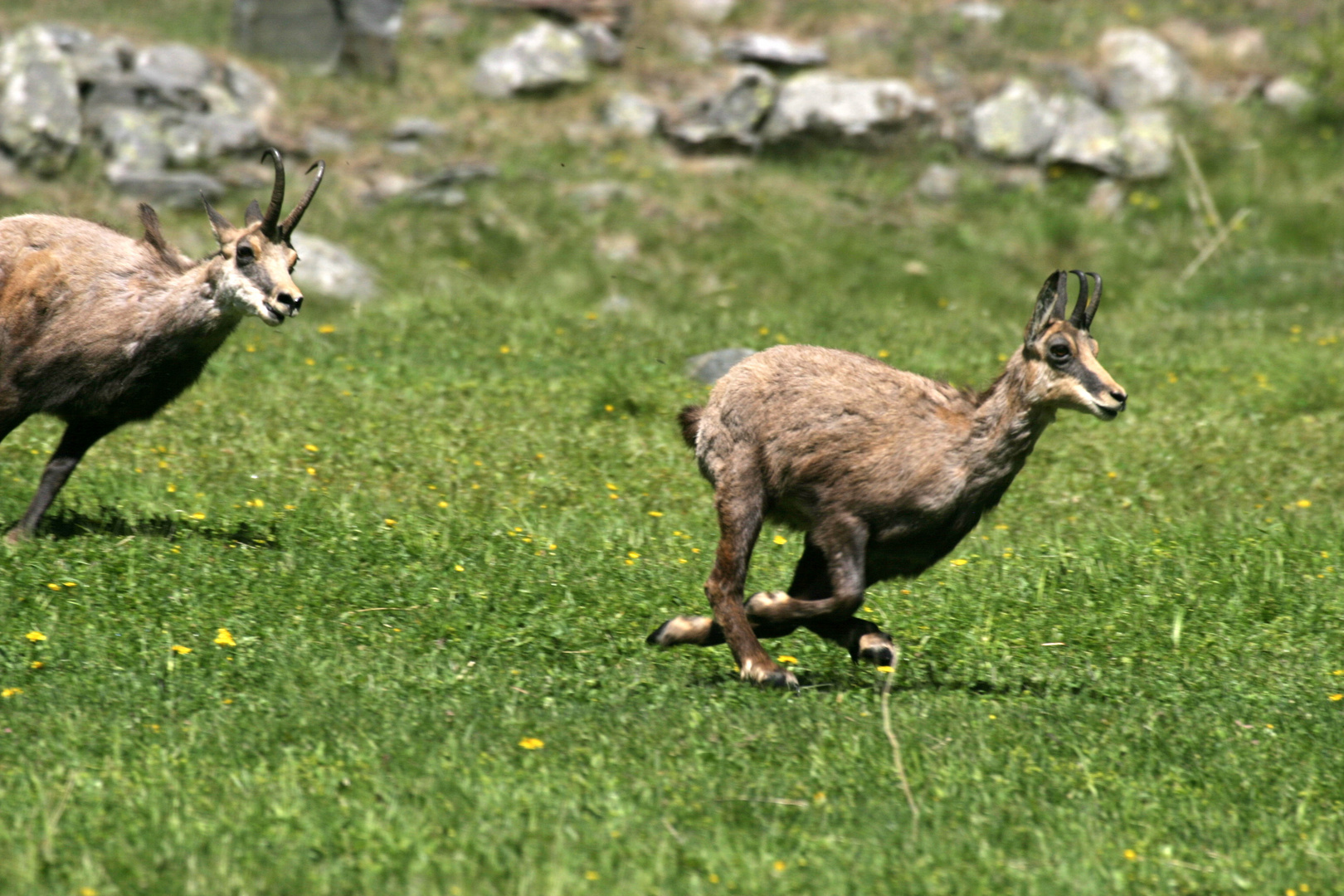 Erinnerungen an das Gran Paradiso