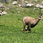 Erinnerungen an das Gran Paradiso