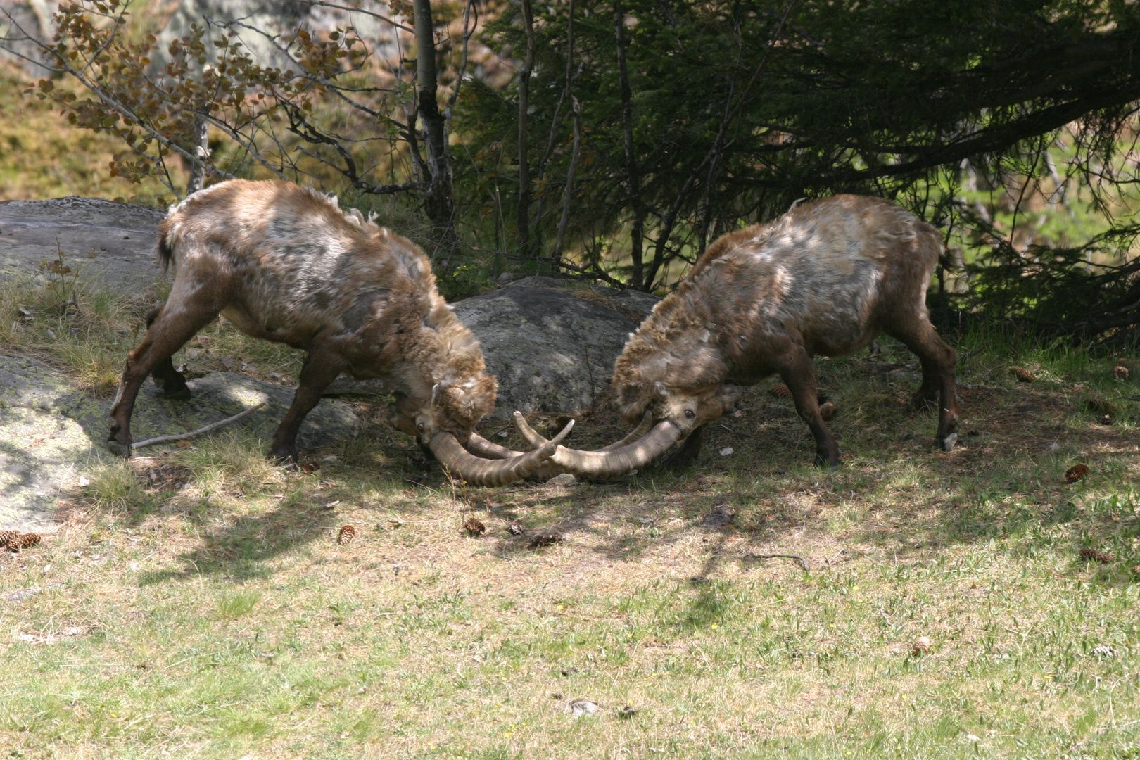 Erinnerungen an das Gran Paradiso