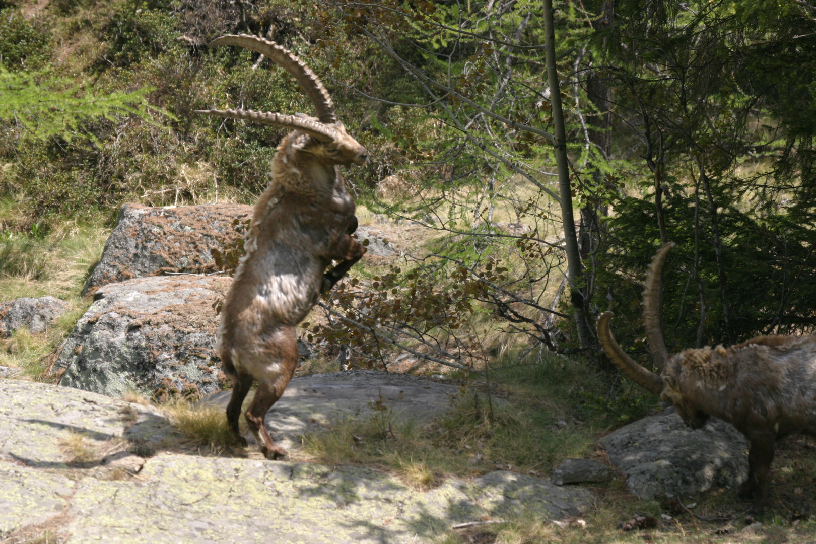 Erinnerungen an das Gran Paradiso